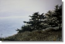 Whidbey Island Breezes